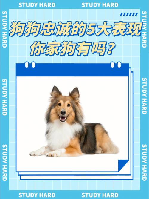 狗狗欢迎你回家有哪几种方式?你家狗狗见到你热情吗「用英语给狗表白的句子简短」 土味情话 狗狗欢迎你回家有哪几种方式?你家狗狗见到你热情吗「用英语给狗表白的句子简短」 狗狗欢迎你回家有哪几种方式?你家狗狗见到你热情吗「用英语给狗表白的句子简短」 土味情话
