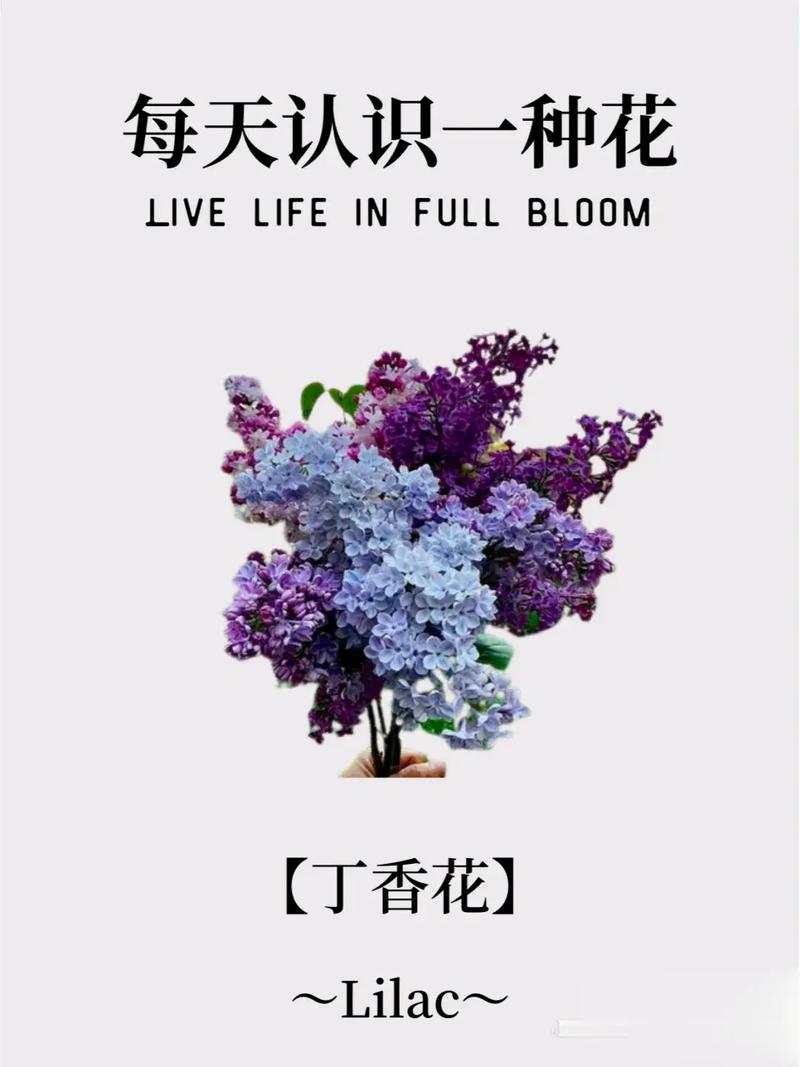 daisy备注意思「有花的表白句子简短英语版」 daisy备注意思「有花的表白句子简短英语版」 聊天话题